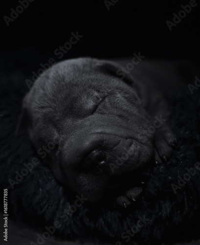 black dog sleeping