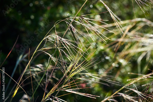 purple needle grass seed stalks