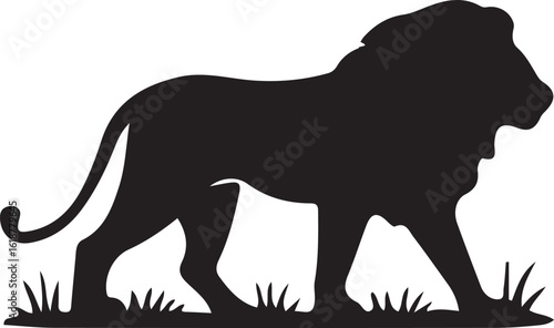 Black lion walking on grass silhouette