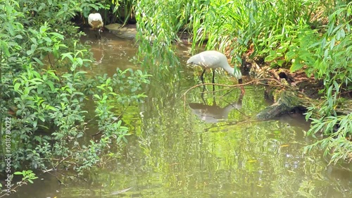 Beautiful Eurasian Spoonbill or common spoonbill (Platalea leucorodia) walks in mudy water and looking for food