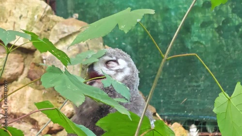 Sleepy very young snowy Owl (Bubo scandiacus) with beautiful eyes 