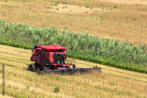Rice harvest in south Florida photograph taken July 2025