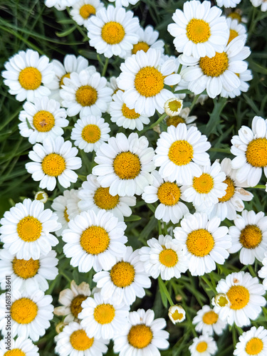 daisies on white