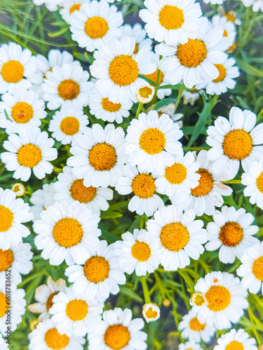 daisies on white