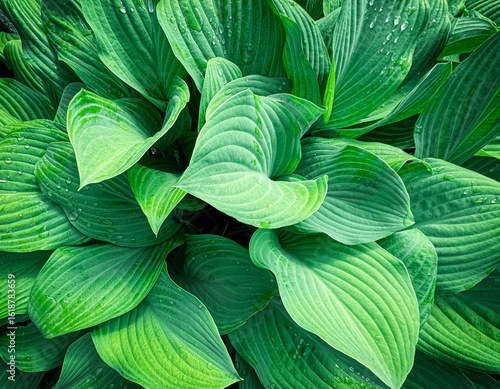 green leaf background