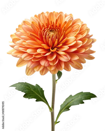 A single orange chrysanthemum flower stands tall with its vibrant petals and green leaves against a clean transparent background