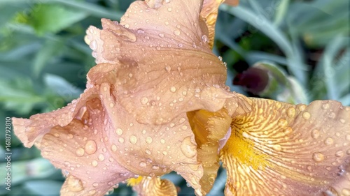 Φωτογραφία closeup of dewy copper orange bearded iris flower with ruffled petals and water