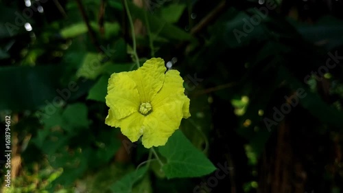 Vibrant Yellow Gourd Flower with Dark Green Leafy Background