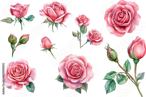 pink roses on white background
