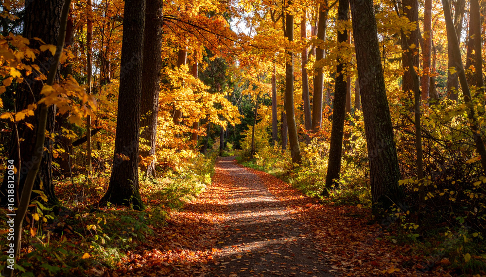 Obraz premium Golden Autumn Forest Path with Warm Sunlight