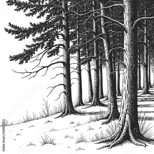 Dark forest in black and white sketch with capillary pen vintage style  
