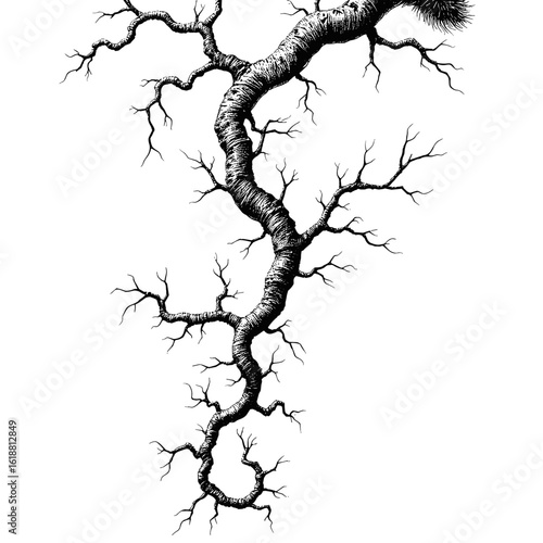 Creepy vine black and white sketch with black capillary pen in vintage style on white background for Halloween  