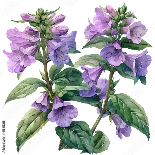 Balsam Flower, watercolor illustration vector, isolated on a white background.