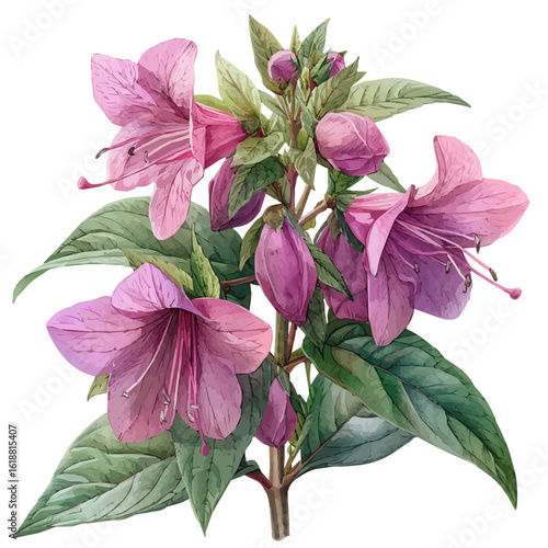 Balsam Flower, watercolor drawing vector, isolated on a white background.