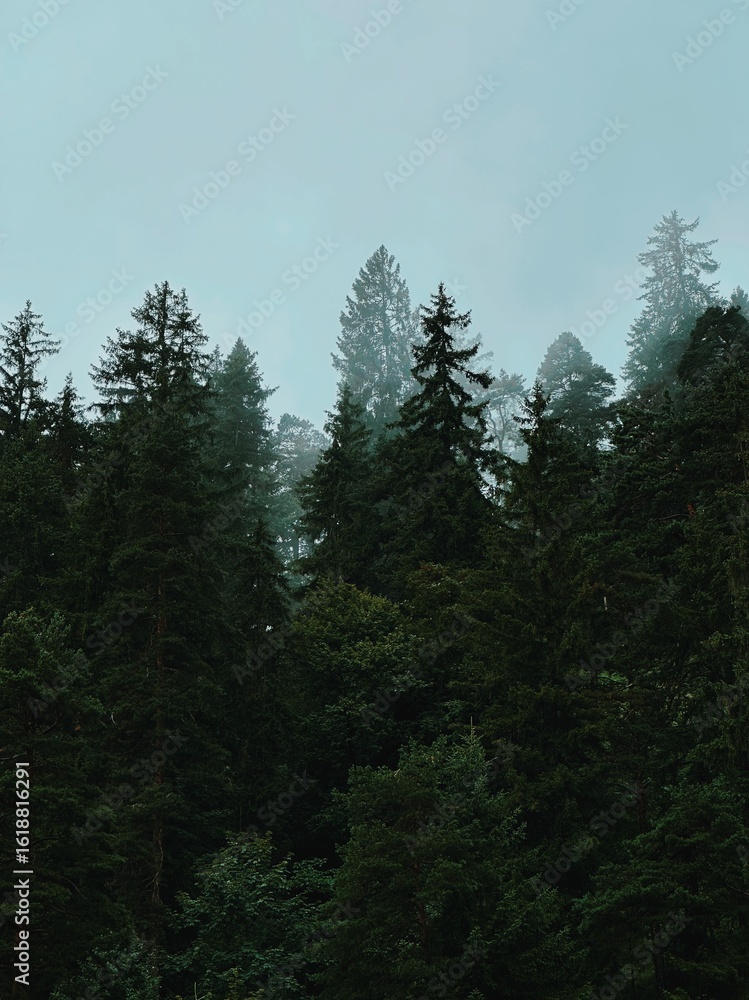 Fototapeta premium forest in the fog