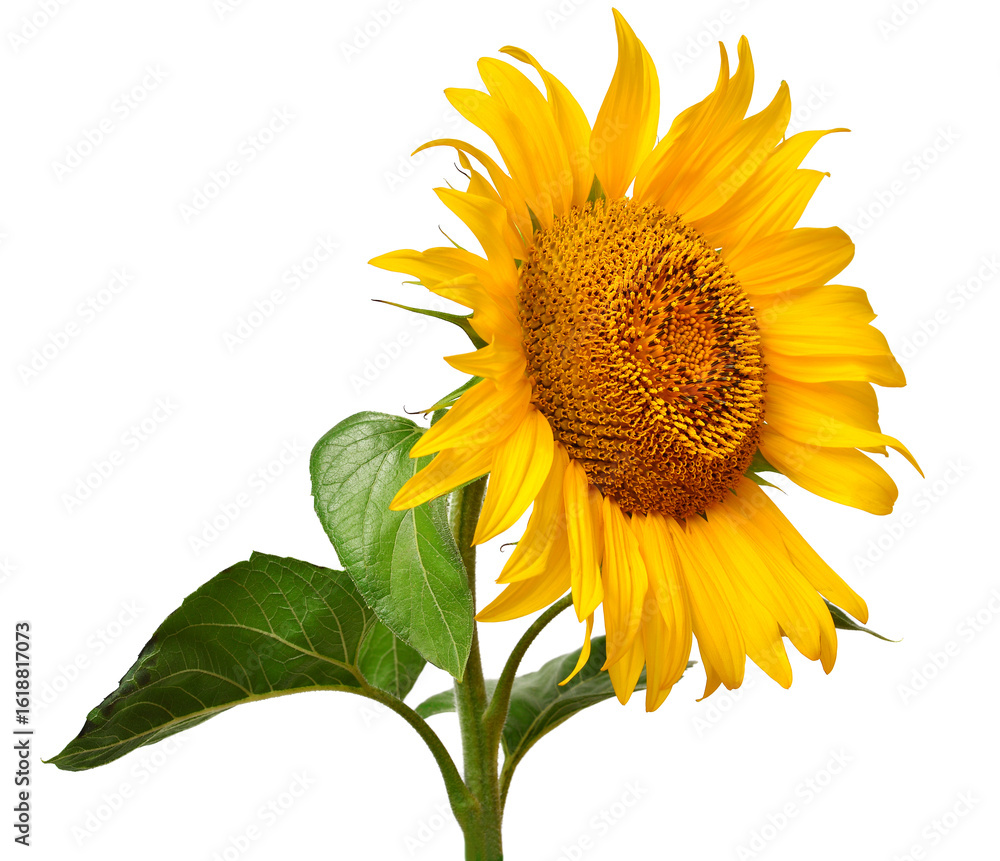 Naklejka premium Sunflower head isolated on white background. Sun symbol. Flowers yellow, agriculture. Seeds and oil