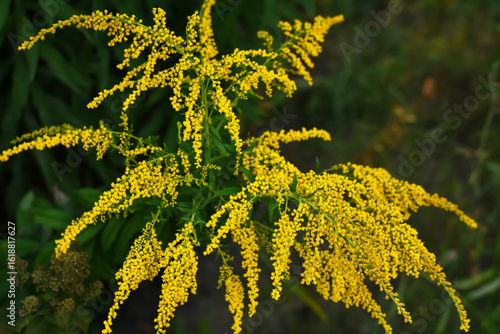 Obraz na płótnie Blooming yellow ragweed bushes