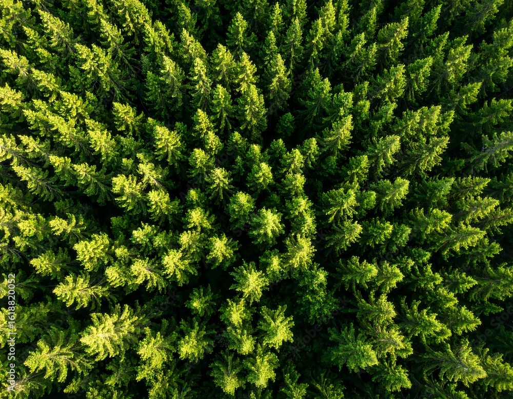 Fototapeta premium Dense forest canopy from above