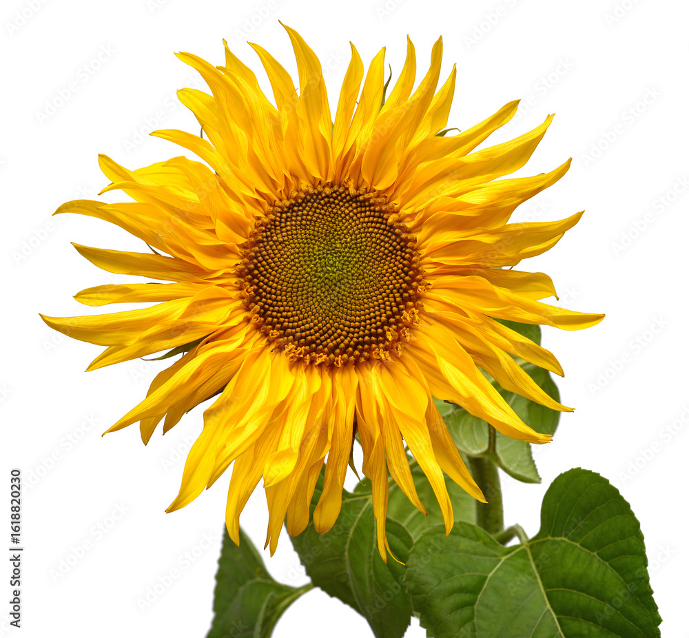 Naklejka premium Sunflower head isolated on white background. Sun symbol. Flowers yellow, agriculture. Seeds and oil