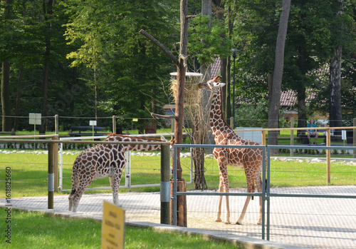 A giraffes standing in the enclosure at Kraków Zoo,