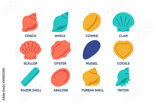 Colorful flat style seashell collection with names