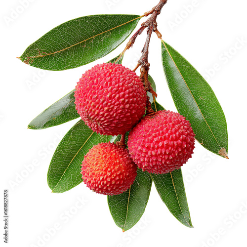 Ripe red litchi isolated on transparent background