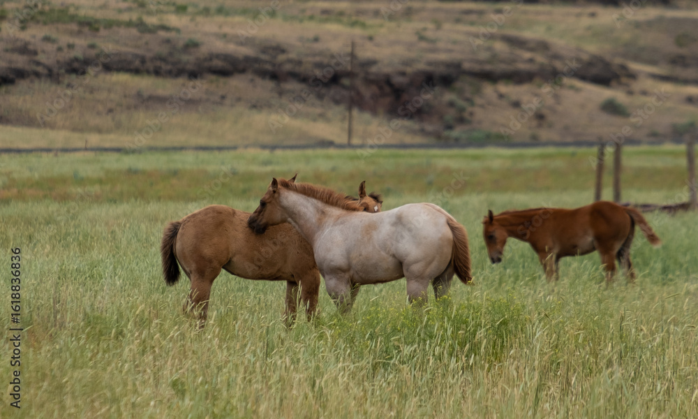 herd of horses in a field herd of horses in a field