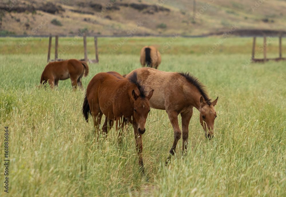 Fototapeta premium herd of horses in a field
