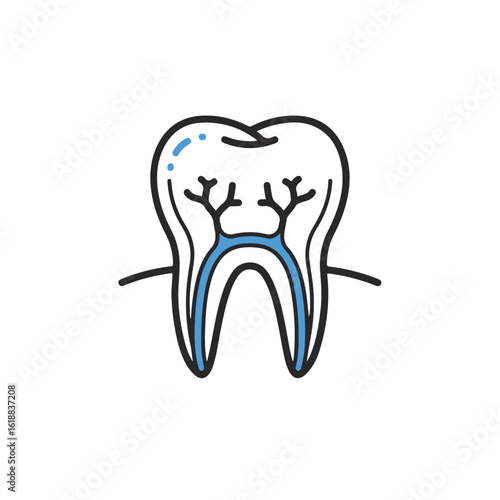 Detailed illustration of tooth cross-section with roots.