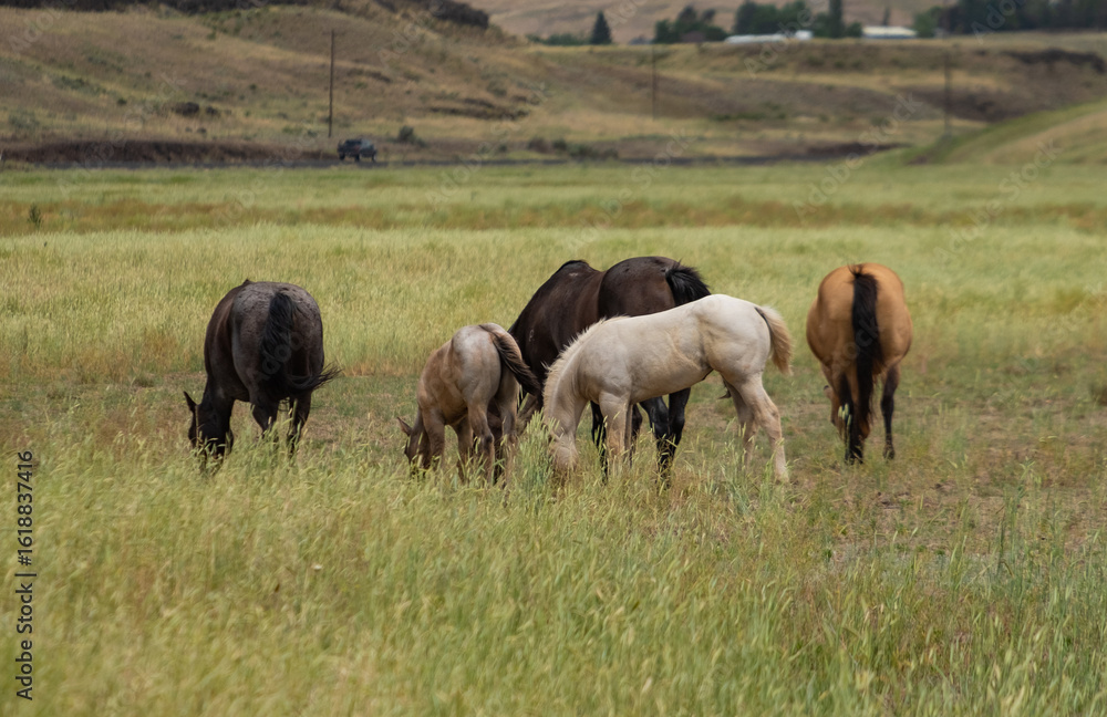 Fototapeta premium herd of horses in a field