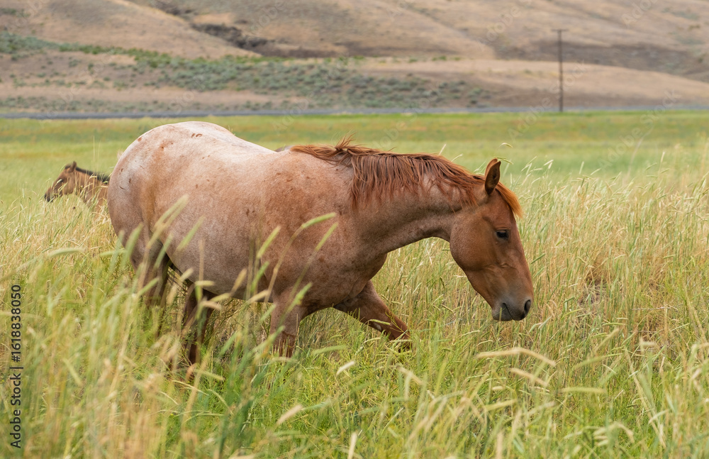 Fototapeta premium herd of horses in a field