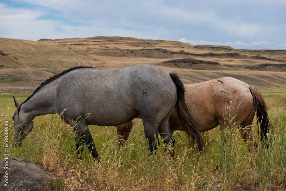 Fototapeta premium herd of horses in a field