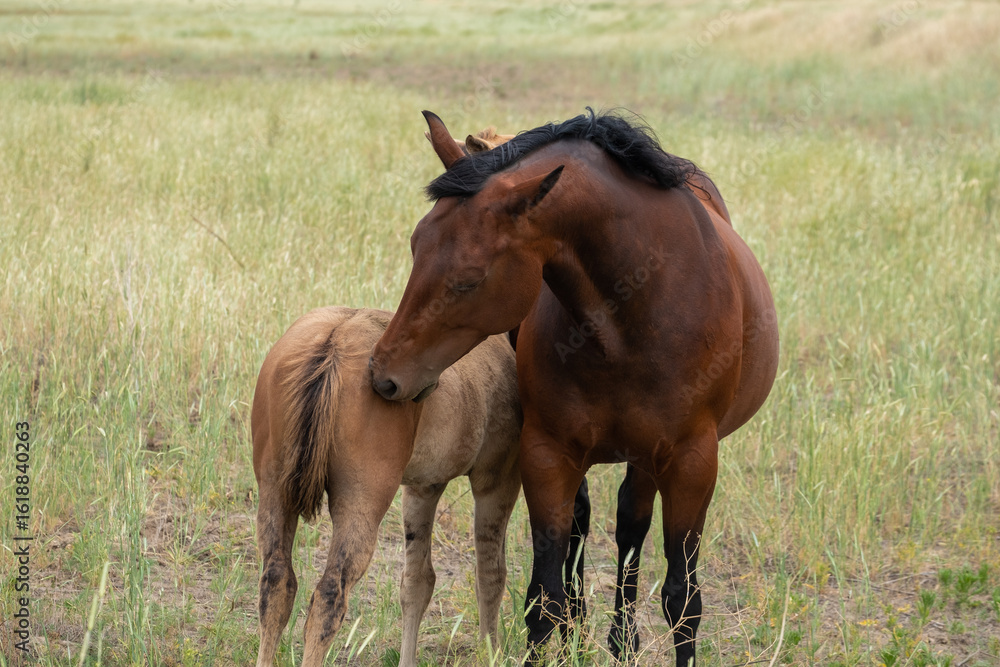 Fototapeta premium herd of horses in a field