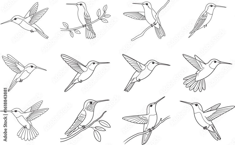 Fototapeta premium Collection of twelve detailed line drawings of hummingbirds flying perched
