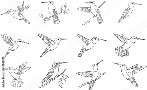 Collection of twelve detailed line drawings of hummingbirds flying perched