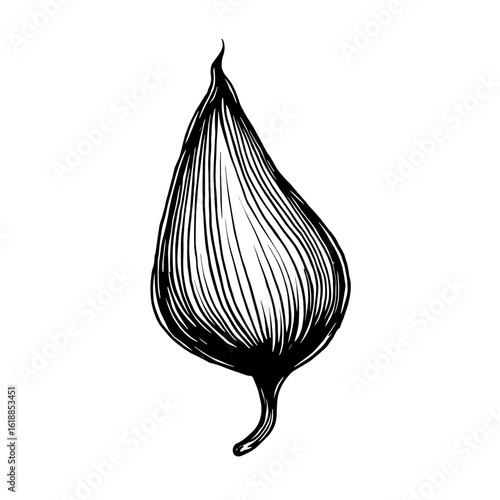 Handdrawn icon of a seed with curved shape and fine lines. Concept of botanical growth and nature regeneration - ecology - agriculture