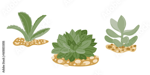 Succulent plant set with three hand drawn desert plants growing in sandy soil. Concept of nature, drought tolerance and minimalist botanical illustration