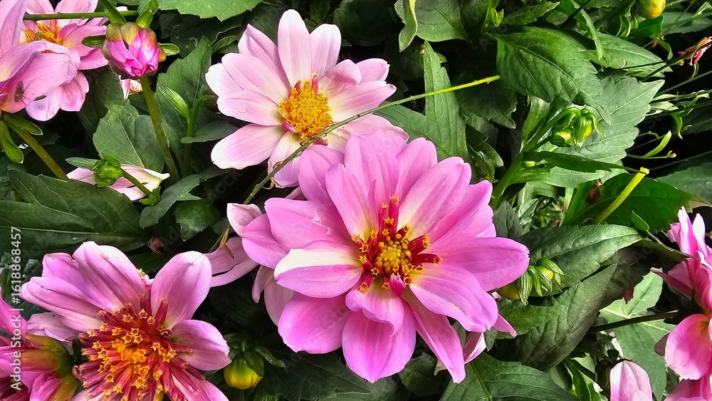 Obraz premium Sweden. Dahlia is a genus of bushy, tuberous, herbaceous perennial plants native to Mexico and Central America. 