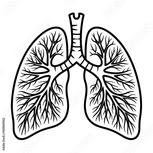 Human Lung Anatomy Illustration with Trachea and Bronchial Tree in Black and White Style for Medical or Educational Purposes