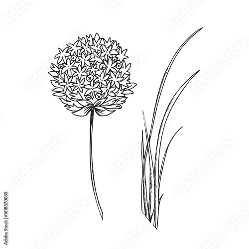Chives, Garlic leaves and flowers vector illustration. Allium Tuberosum isolated on white background. Hand drawn botanical line art. For product packaging designs.
