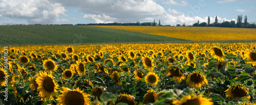 The edge of sunny flowers. Endless sunflower horizon.Sunflower blooms.Agro-industrial fields of Ukraine.
