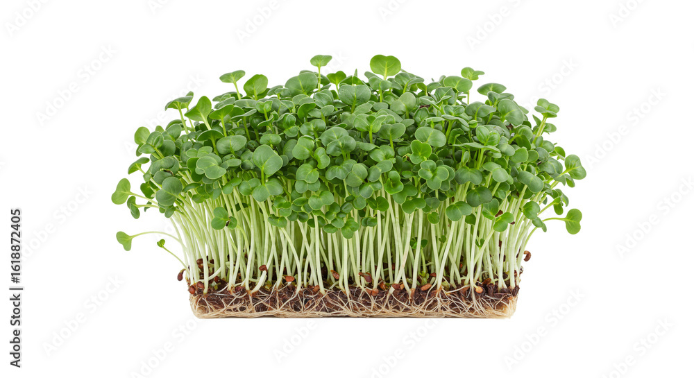 Naklejka premium Fresh organic radish sprouts close up healthy eating raw food vegan diet microgreen nutrition gardening trend on transparent background