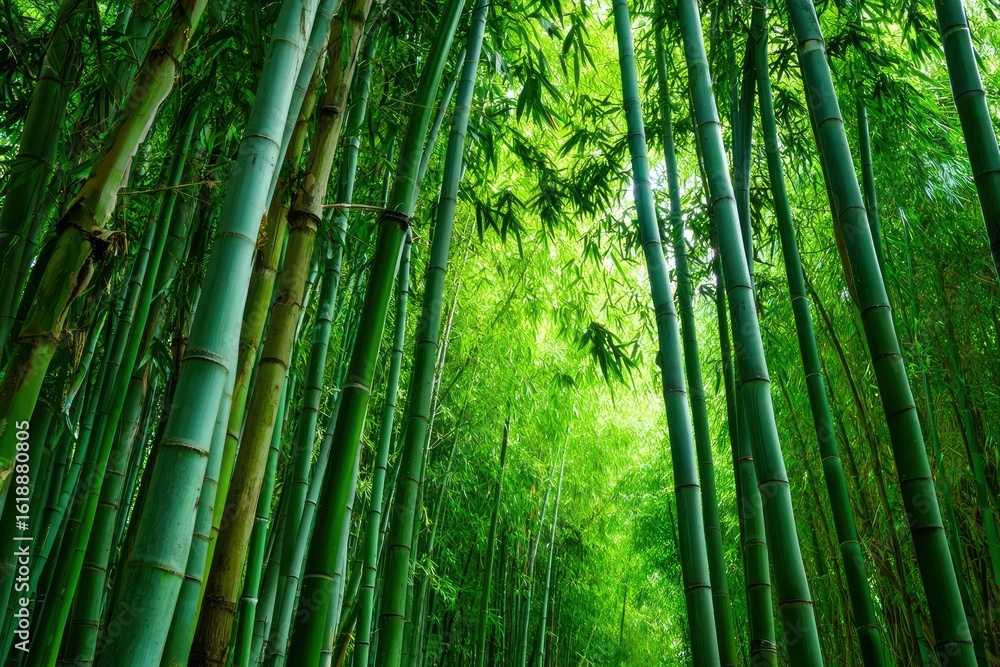 Fototapeta premium A dense bamboo forest with tall green stalks reaching up into the bright light