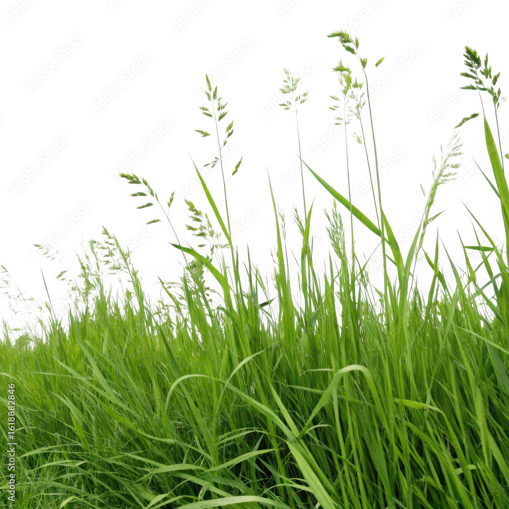 Obraz premium Lush green grass with delicate seed heads swaying gently in the breeze isolated on transparent background