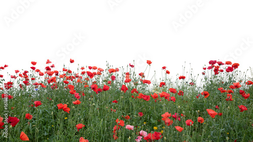 Bild auf Leinwand Foreground of blooming red poppies in shade, isolated on transparent background