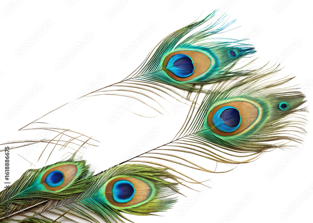 Obraz premium Close-Up of Peacock Feathers – Detailed Colorful Plumage with Iridescent Eye Patterns