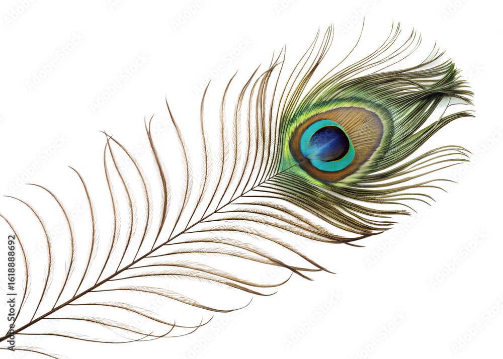 Obraz premium Close-Up of Peacock Feathers – Detailed Colorful Plumage with Iridescent Eye Patterns