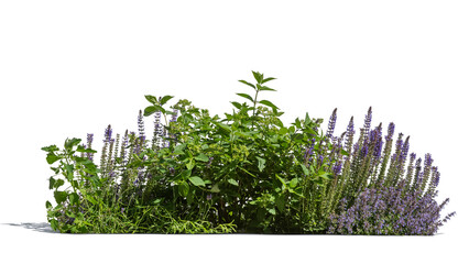 Flowerbed with different plants and herbs and flowers in sunlight, isolated on transparent and white backgorund
