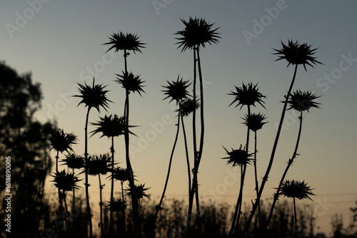 Tableau sur toile Silhouetted Thorns: A Gloomy Sunset over the Wild Landscape