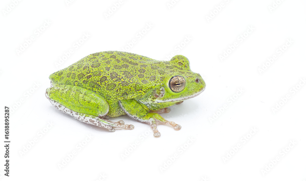 Obraz premium barking tree frog - Dryophytes gratiosus - is the largest species of tree frog endemic to the south eastern United States. Formerly known as Hyla gratiosa. isolated on white background with copy space